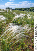 Ковыль красивейший (Stipa pulcherrima K. Koch (семейство Poaceae) в степи. Новосибирская область, Западная сибирь России. Стоковое фото, фотограф Евгений Мухортов / Фотобанк Лори