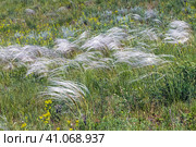 Ковыль красивейший (Stipa pulcherrima K. Koch (семейство Poaceae) в степи. Новосибирская область, Западная сибирь России. Стоковое фото, фотограф Евгений Мухортов / Фотобанк Лори