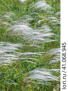 Ковыль красивейший (Stipa pulcherrima K. Koch (семейство Poaceae) в степи. Новосибирская область, Западная сибирь России. Стоковое фото, фотограф Евгений Мухортов / Фотобанк Лори