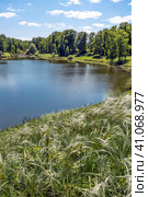 Ковыль красивейший (Stipa pulcherrima K. Koch (семейство Poaceae) на склоне побережья лесного озера в окружении берёз. Новосибирская область, Западная сибирь России. Стоковое фото, фотограф Евгений Мухортов / Фотобанк Лори