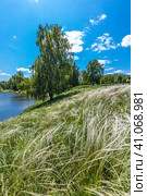 Ковыль красивейший (Stipa pulcherrima K. Koch (семейство Poaceae) на склоне побережья лесного озера в окружении берёз. Новосибирская область, Западная сибирь России. Стоковое фото, фотограф Евгений Мухортов / Фотобанк Лори