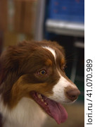 Australian shepherd dog. Стоковое фото, фотограф Анна Кривицкая / Фотобанк Лори