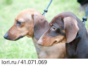 Two brown dachshunds on leashes. Стоковое фото, фотограф Анна Кривицкая / Фотобанк Лори