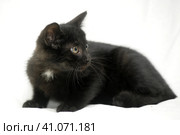 Black Kitten on a white background. Стоковое фото, фотограф Анна Кривицкая / Фотобанк Лори