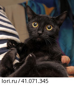 Black cat in her arms with a dazed look. Стоковое фото, фотограф Анна Кривицкая / Фотобанк Лори