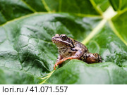 A frog sits on a huge green leaf of a plant. Стоковое фото, фотограф Никита Бурденков / Фотобанк Лори