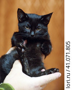 Cute little scared black kitten in hands. Стоковое фото, фотограф Анна Кривицкая / Фотобанк Лори