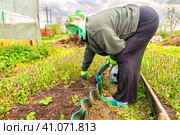 A woman of retirement age weeds a bed in the garden   Женщина пенсионного возраста пропалывает грядку на огороде. Стоковое фото, фотограф Владимир Ушаров / Фотобанк Лори