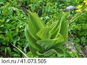Meadow plant Hellebore Green among grass. Oval juicy corrugated leaves form a funnel. Alpine meadows. Caucasus. Стоковое фото, фотограф Вера Ивановна Кубарева / Фотобанк Лори