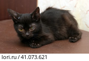 Kitten with an eyesore, a leukoma or an eyesore. Стоковое фото, фотограф Анна Кривицкая / Фотобанк Лори