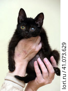Kitten with an eyesore, a leukoma or an eyesore. Стоковое фото, фотограф Анна Кривицкая / Фотобанк Лори