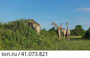 Wild giraffes stand on green grass in Savannah Botswana. Long neck against blue sky. One animal leaned over a bush and graze. Chobe National Park (2020 год). Стоковое фото, фотограф Вера Ивановна Кубарева / Фотобанк Лори
