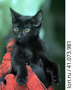 Black kitty in hand. Стоковое фото, фотограф Анна Кривицкая / Фотобанк Лори