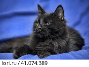 Black cat on a blue background. Стоковое фото, фотограф Анна Кривицкая / Фотобанк Лори