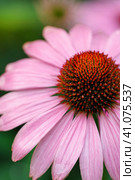 Blooming purple echinacea flower on a green background. Стоковое фото, фотограф Артём Кудрявцев / Фотобанк Лори