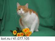 One-eyed red-haired with a white cat with yellow roses. Стоковое фото, фотограф Анна Кривицкая / Фотобанк Лори