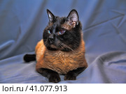 Siamese cat on a gray background. Стоковое фото, фотограф Анна Кривицкая / Фотобанк Лори