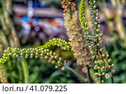 Cimicifúga racemosa. Стоковое фото, фотограф Анна Кривицкая / Фотобанк Лори