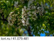 Robinia vulgaris (lat. Robínia pseudoacácia) in spring. Стоковое фото, фотограф Анна Кривицкая / Фотобанк Лори