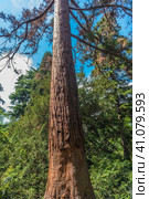 Sequoiadendron giganteum (2021 год). Стоковое фото, фотограф Анна Кривицкая / Фотобанк Лори