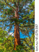 Sequoiadendron giganteum (2021 год). Стоковое фото, фотограф Анна Кривицкая / Фотобанк Лори
