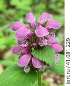 Lamium maculatum. Стоковое фото, фотограф Анна Кривицкая / Фотобанк Лори