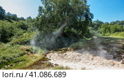 There is lush green vegetation in the Valley of Geysers. Sulphurous deposits on the soil are visible. The sun's rays pass through the steam from the hot springs. Kamchatka. Стоковое фото, фотограф Вера Ивановна Кубарева / Фотобанк Лори