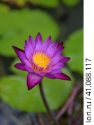 Water lily tetrahedral. Стоковое фото, фотограф Анна Кривицкая / Фотобанк Лори