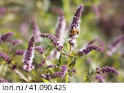 Цветущая мята длиннолистная (Mentha longifolia) с пчелой. Стоковое фото, фотограф Светлана Качанова / Фотобанк Лори