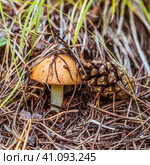 Маслёнок зернистый, летний, ранний (Suillus granulatus) на хвойной подстилке в сосновом лесу. Новосибирская область, Западная Сибирь. Стоковое фото, фотограф Евгений Мухортов / Фотобанк Лори