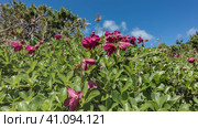 Kamchatka rhododendrons bloom on the hillside. Oval green leaves and bright pink flower petals. Blue sky. A sunny summer day. Стоковое фото, фотограф Вера Ивановна Кубарева / Фотобанк Лори