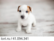 Puppy at home. Стоковое фото, фотограф Гладских Татьяна / Фотобанк Лори