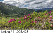 Bright pink Kamchatka rhododendrons bloom in an alpine meadow. Green vegetation and patches of snow on the mountain slopes. Cloudy sky. Стоковое фото, фотограф Вера Ивановна Кубарева / Фотобанк Лори