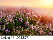Цветущий вереск в йоркшире в Пик Дистрикт на закате. Стоковое фото, фотограф Iryna Melnyk / Фотобанк Лори