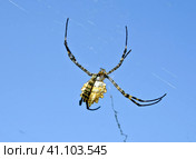 Большой красивый паук на фоне голубого неба. Yellow spider with blue background. Стоковое фото, фотограф Татьяна Д / Фотобанк Лори