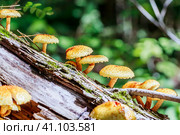 Чешуйчатка золотистая, Королевский опёнок (лат. Pholiota aurivella) на стволе дерева. Новосибирская область, Западная Сибирь. Стоковое фото, фотограф Евгений Мухортов / Фотобанк Лори