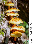 Чешуйчатка золотистая, Королевский опёнок (лат. Pholiota aurivella) на стволе дерева. Новосибирская область, Западная Сибирь. Стоковое фото, фотограф Евгений Мухортов / Фотобанк Лори