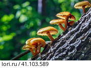 Чешуйчатка золотистая, Королевский опёнок (лат. Pholiota aurivella) на стволе дерева. Новосибирская область, Западная Сибирь. Стоковое фото, фотограф Евгений Мухортов / Фотобанк Лори