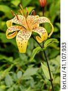 Тигровая жёлтая лилия (Lilium lancifolium) на высоком стебле крупным планом. Многолетнее травянистое растение. Стоковое фото, фотограф Людмила Капусткина / Фотобанк Лори