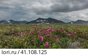 On an alpine meadow, among the green grass, bright pink Kamchatka rhododendrons bloom. A picturesque mountain range against a cloudy sky. Стоковое фото, фотограф Вера Ивановна Кубарева / Фотобанк Лори