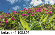 Bright pink Kamchatka rhododendrons bloom in an alpine meadow among green foliage. Background- blue sky, clouds. Стоковое фото, фотограф Вера Ивановна Кубарева / Фотобанк Лори