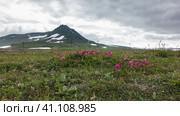 Pink Kamchatka rhododendrons are blooming in an alpine meadow, among green grass. Power line towers are visible in the distance. A mountain range against a cloudy sky. Стоковое фото, фотограф Вера Ивановна Кубарева / Фотобанк Лори