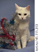 White albino cat on a blue background. Стоковое фото, фотограф Анна Кривицкая / Фотобанк Лори