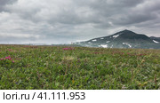 Pink Kamchatka rhododendrons are blooming in an alpine meadow, among green grass. A mountain against a cloudy sky. Стоковое фото, фотограф Вера Ивановна Кубарева / Фотобанк Лори