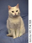 White albino cat. Стоковое фото, фотограф Анна Кривицкая / Фотобанк Лори