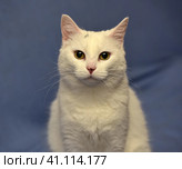 White albino cat. Стоковое фото, фотограф Анна Кривицкая / Фотобанк Лори