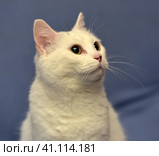 White albino cat. Стоковое фото, фотограф Анна Кривицкая / Фотобанк Лори