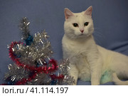 White albino cat on a blue background. Стоковое фото, фотограф Анна Кривицкая / Фотобанк Лори