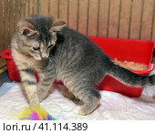 Homeless kittens in a cage. Стоковое фото, фотограф Анна Кривицкая / Фотобанк Лори