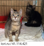 Homeless kittens in a cage. Стоковое фото, фотограф Анна Кривицкая / Фотобанк Лори